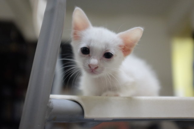 Snowy - Domestic Medium Hair Cat