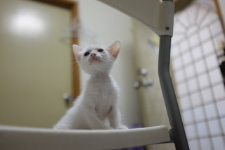 Snowy - Domestic Medium Hair Cat