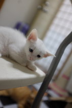 Snowy - Domestic Medium Hair Cat