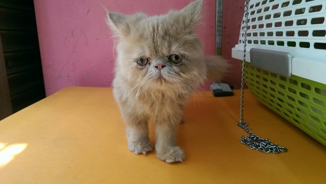 Flat Face Persian Female - Persian Cat