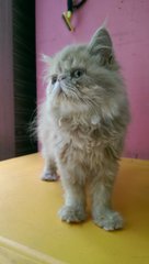 Flat Face Persian Female - Persian Cat