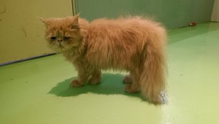 Flat Face Persian Female - Persian Cat