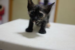 Dora - Bengal + Tortoiseshell Cat