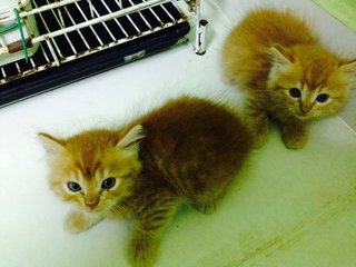 Kittens For Sale - Domestic Medium Hair + Persian Cat