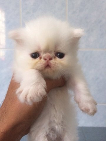 High Nose Pure White Persian - Persian Cat