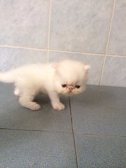 High Nose Pure White Persian - Persian Cat