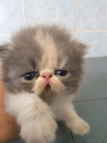 High Nose Persian - Persian Cat