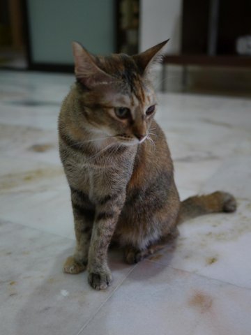 Sha Sha - Domestic Short Hair Cat