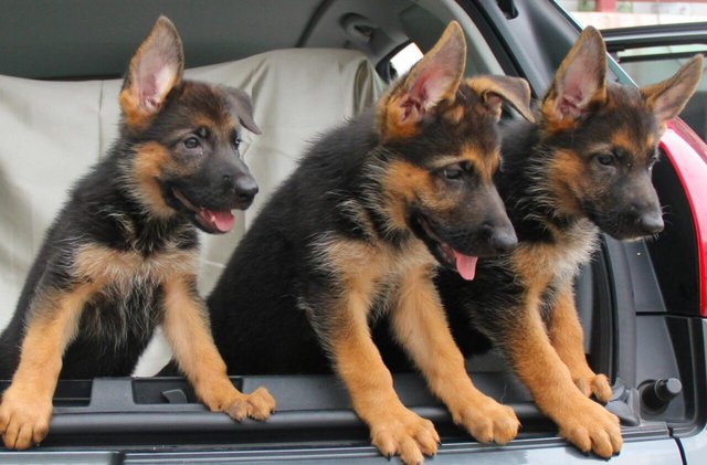 German Shepherd Dog - German Shepherd Dog Dog