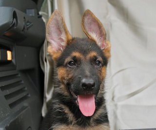 German Shepherd Dog - German Shepherd Dog Dog