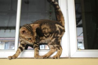 Thunder - Bengal Cat