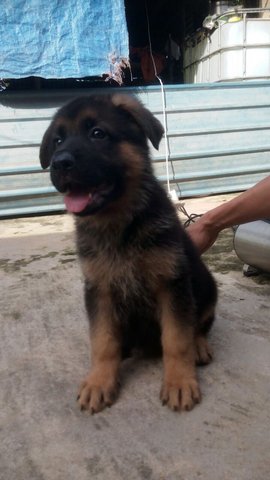 German Shepherd Puppies - German Shepherd Dog Dog