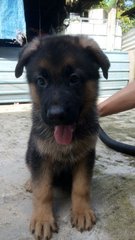 German Shepherd Puppies - German Shepherd Dog Dog