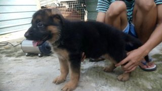 German Shepherd Puppies - German Shepherd Dog Dog