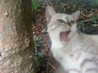 Why are cats always sleeping and yawning!? 