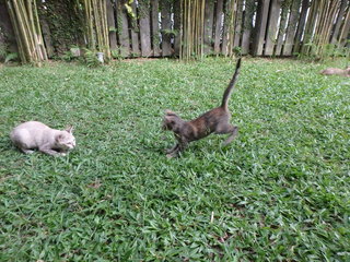 Playing with her siblings in the garden