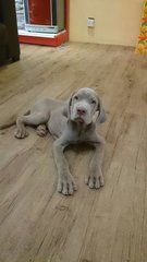 Usj Tawny Neapolitan Mastiff - Neapolitan Mastiff Dog