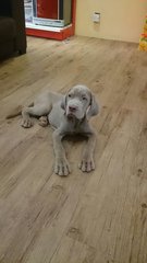 Usj Tawny Neapolitan Mastiff - Neapolitan Mastiff Dog