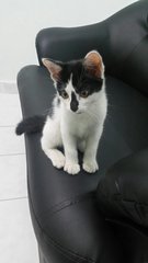 Oreo - Domestic Short Hair Cat