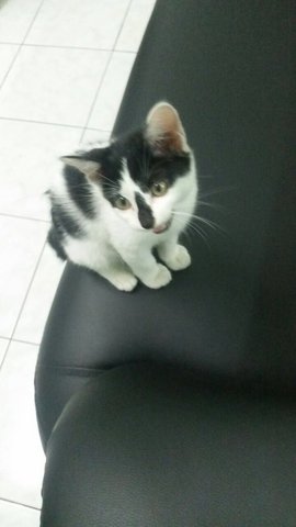 Oreo - Domestic Short Hair Cat