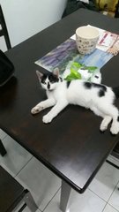 Oreo - Domestic Short Hair Cat