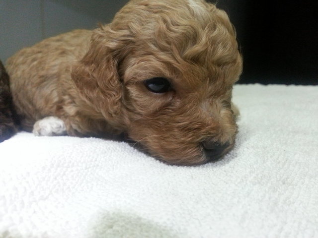 Brownish Toy Poodle - Poodle Dog