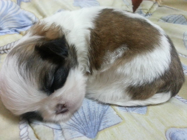 Chubby Female Shih Tzu - Shih Tzu Dog