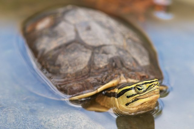 Asian Box Turtle - Tortoise Reptile