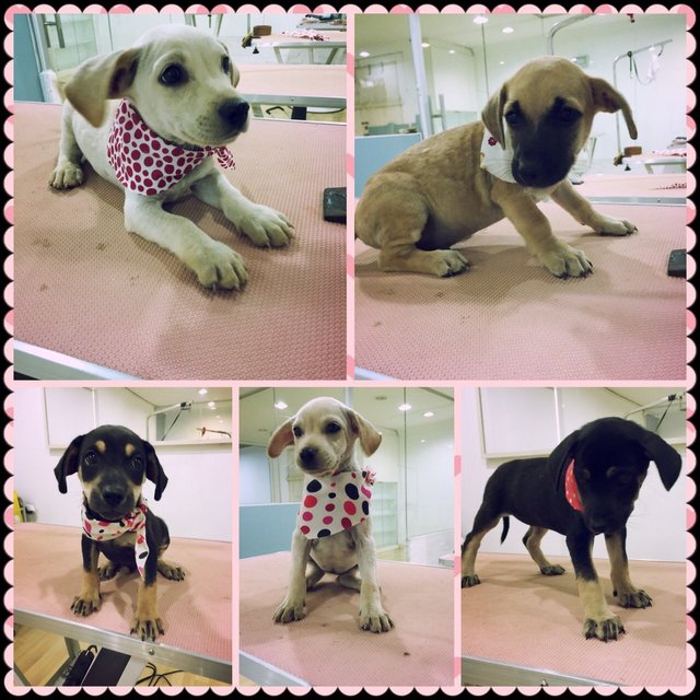 ♡ 5 Puppies ♡ Male &amp; Female - Mixed Breed Dog