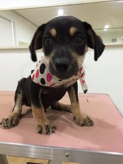 ♡ 5 Puppies ♡ Male &amp; Female - Mixed Breed Dog