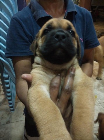 Mastiff Puppy ( Imp. Champion Line) - Mastiff Dog