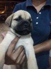 Mastiff Puppy ( Imp. Champion Line) - Mastiff Dog