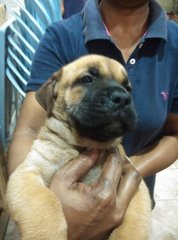 Mastiff Puppy ( Imp. Champion Line) - Mastiff Dog