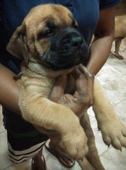 Mastiff Puppy ( Imp. Champion Line) - Mastiff Dog