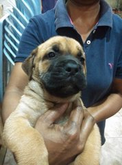 Mastiff Puppy ( Imp. Champion Line) - Mastiff Dog