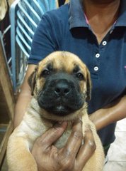 Mastiff Puppy ( Imp. Champion Line) - Mastiff Dog