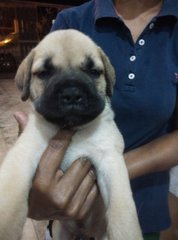 Mastiff Puppy ( Imp. Champion Line) - Mastiff Dog