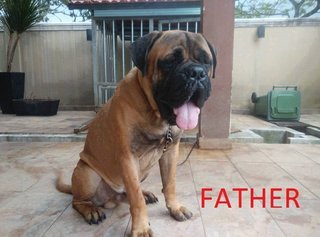 Mastiff Puppy ( Imp. Champion Line) - Mastiff Dog