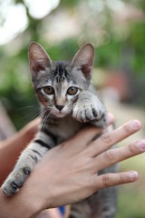 Tabby - Domestic Short Hair Cat