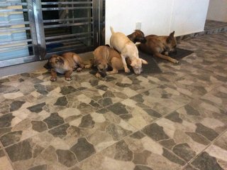 Puppies For Adoption (6 Of Them) - Mixed Breed Dog