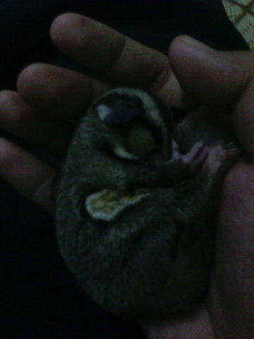 Sugar Glider - Sugar Glider Small & Furry