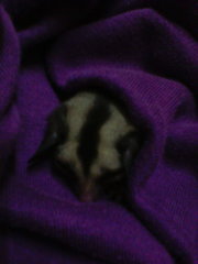 Sugar Glider - Sugar Glider Small & Furry