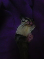 Sugar Glider - Sugar Glider Small & Furry