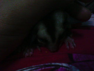 Sugar Glider - Sugar Glider Small & Furry