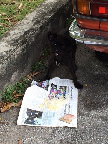 Blacky - Mixed Breed Dog