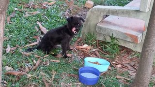 Blacky - Mixed Breed Dog