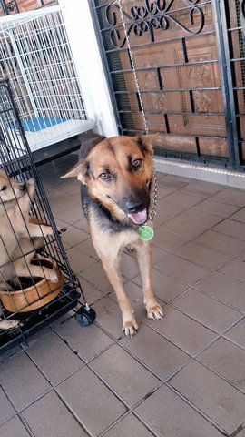 Molly Girl - German Shepherd Dog Mix Dog