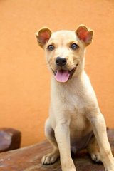 Karlo - Mixed Breed Dog