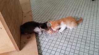 Luca - eating with his brother, Bobby