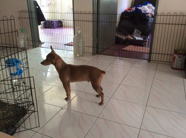 Min. Pin - Miniature Pinscher Dog